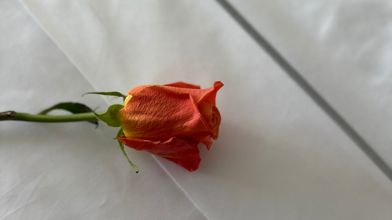 5 razones IRRESISTIBLES por las que el algodón egipcio es el REY de las sábanas de lujo